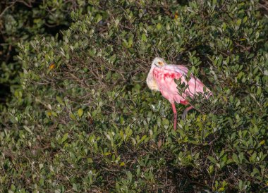 Teksas kıyı mangrovlarında altın ışıkta tüneyen bir Roseate Spoonbill.