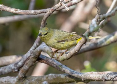 Bu şirin, turuncu taçlı Warbler, Güney Teksas 'taki bir çalılığın dallarından geçerken fotoğraflandı..