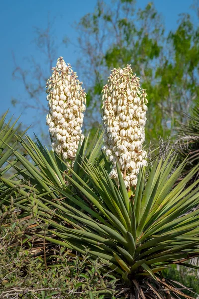 Spanish Daggers Were Full Bloom South Texas Natural Area — Stock Photo, Image