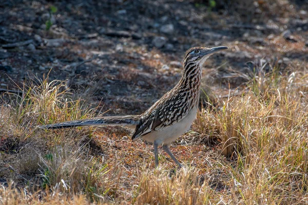 Greater Roadrunner One Pair Foraging Brushy Thickets South Texas Laguna — Stock Photo, Image
