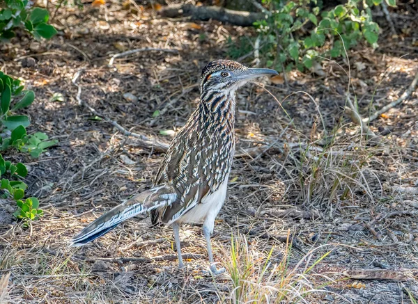 Greater Roadrunner One Pair Foraging Brushy Thickets South Texas Laguna — Stock Photo, Image