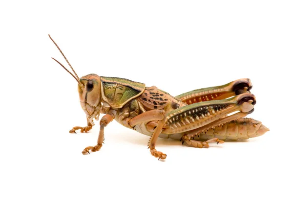 Färgglada Slätter Lubber Grasshopper Isolerad Mot Vit Bakgrund — Stockfoto
