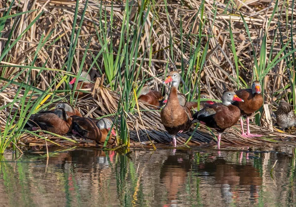 Black-bellied Whistling-Ducks at ease and loafing in a south Texas coastal wetland.