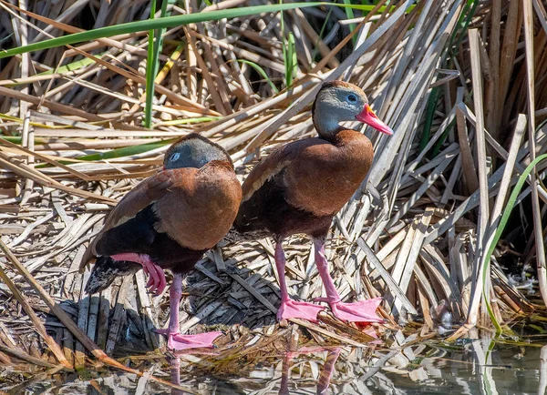 Black-bellied Whistling-Ducks at ease and loafing in a south Texas coastal wetland.