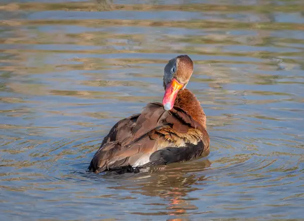 black-bellied Whistling-Ducks at ease and loafing in a south Texas coastal wetland.