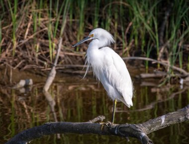 Güzel bir Karlı Akbalıkçıl, Teksas 'ın bataklıklarında kısmen batık bir kütüğün üzerinde duruyor ve çevresini keşfediyor..