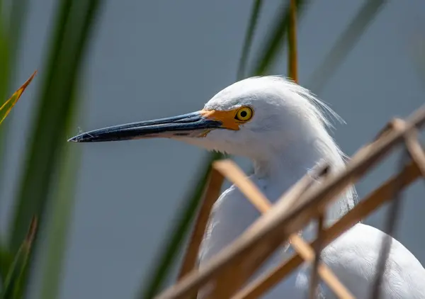 Primo Piano Disegno Legge Volto Occhio Bellissimo Snowy Egret Trovato — Foto Stock
