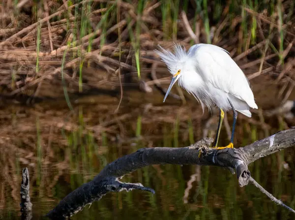 Beautiful Snowy Egret Stands Partially Submerged Log South Texas Wetland — Stock Photo, Image