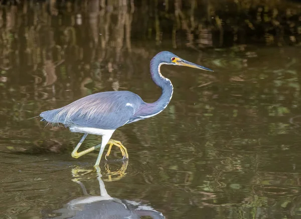 Beautiful Tricolored Heron Its Spring Plumage Forages Food Wetland Texas — Stock Photo, Image
