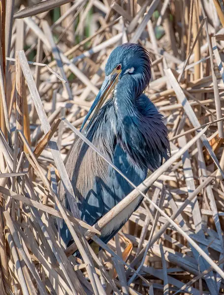 Beautiful Tricolored Heron Its Spring Plumage Rests Edge Wetland Texas — Stock Photo, Image