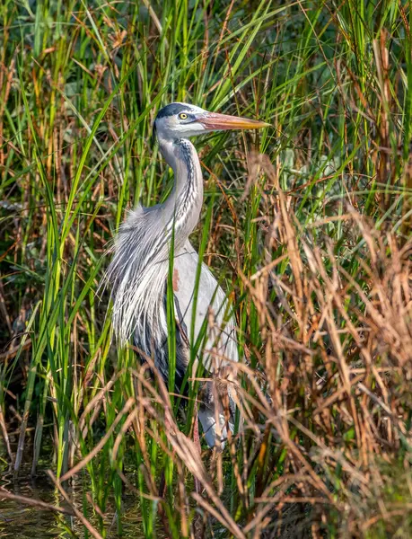 得克萨斯州南部湿地的边缘站着一只高贵的蓝鹭 — 图库照片