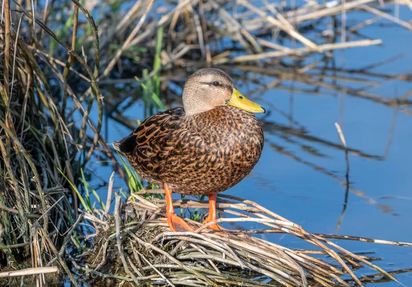 A beautiful Mottled Duck resting on a clump of vegetation in a south Texas coastal wetland.