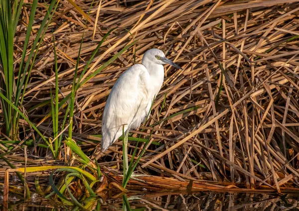 在得克萨斯州南部一个湿地的河岸上 一只美丽的小蓝鹭正在觅食 — 图库照片