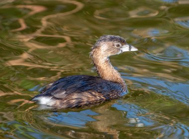 Bu Pied gagalı Grebe, Teksas 'ın bataklık bölgesindeki Güney Padre Adası' nda dalıyor ve yiyecek arıyordu..