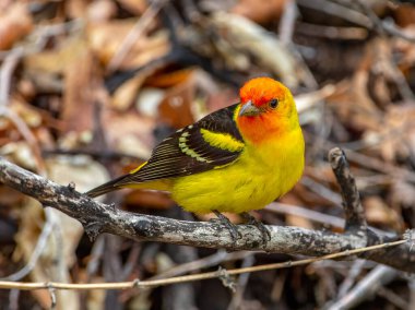 A beautiful and colorful male Western Tanager photographed as it foraged in a spring time Colorado woodland. clipart