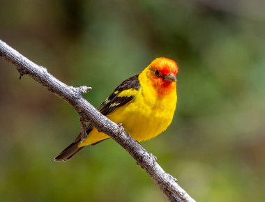 Güzel bir Western Tanager erkeği, Colorado 'daki bir ormanlık arazinin yeşilliklerinin arasında yemek ararken fotoğraflandı..