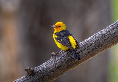 A beautiful male Western Tanager perched in a Colorado woodland. clipart