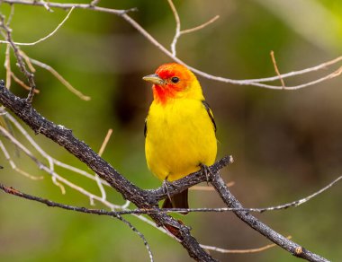 A beautiful and vibrant male Western Tanager in a spring time Colorado woodland. clipart