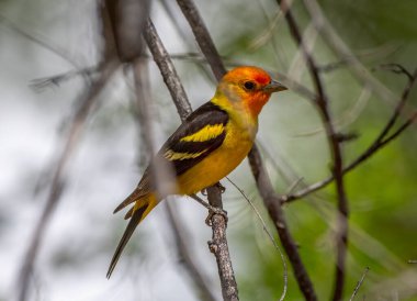 A beautiful male Western Tanager foraging in the shadows of a Front Range Colorado woodland. clipart