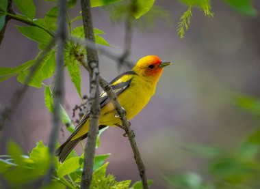 A beautiful male Western Tanager photographed as it foraged among the foliage of a Front Range Colorado woodland. clipart