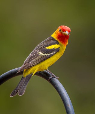 A beautiful male Western Tanager perches on a backyard shepherds hook while it foraged in this gardens feeding station. clipart