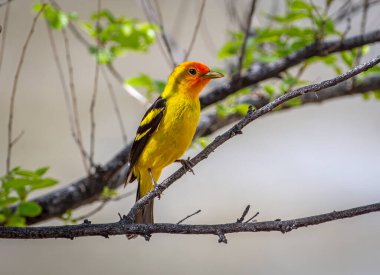 A beautiful male Western Tanager photographed while it foraged in a spring time Colorado woodland. clipart