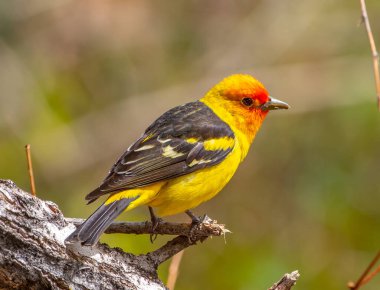 A beautiful male Western Tanager photographed as it foraged among the foliage of a Front Range Colorado woodland. clipart