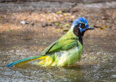 A vibrantly colored Green Jay splashes happily as it cools off in a south Texas woodland pool. clipart