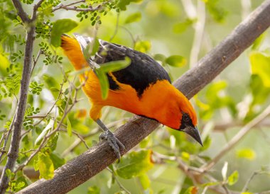 A beautiful male Altamira Oriole perched on a branch in a south Texas woodland as it surveys the forest beneath him for food. clipart