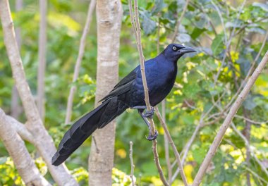 Kesinlikle canlı, büyük kuyruklu bir Grackle. Erkeğin yanardağını gözler önüne seren büyük bir ışık..