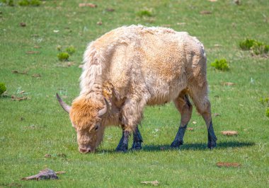 A White Bison, often called a White Buffalo grazing in a Colorado prairie. clipart