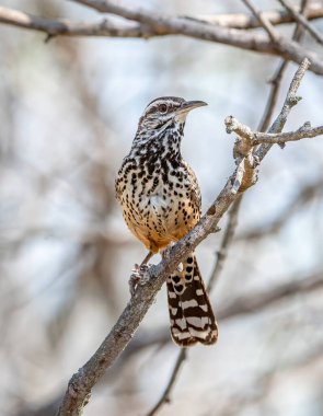 Kaktüs Wren, yiyecek aramak için çalıların arasında dolaşırken Güney Teksas 'ın bir dalına mükemmel bir şekilde yerleştirilmiş..