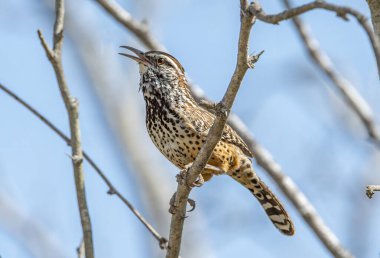 Kaktüs Wren, yiyecek aramak için çalıların arasında dolaşırken Güney Teksas 'ın bir dalına mükemmel bir şekilde yerleştirilmiş..