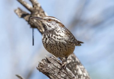 Kaktüs Wren, yiyecek aramak için çalıların arasında dolaşırken Güney Teksas 'ın bir dalına mükemmel bir şekilde yerleştirilmiş..