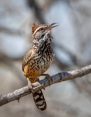 Kaktüs Wren, yiyecek aramak için çalıların arasında dolaşırken Güney Teksas 'ın bir dalına mükemmel bir şekilde yerleştirilmiş..