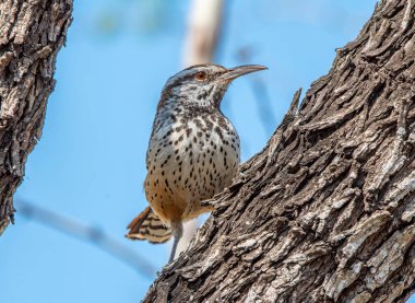 A brilliantly patterned Cactus Wren perches on a branch in the south Texas scrub country as it foraged through the scrub for food. clipart