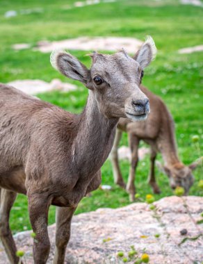 A female Bighorn, or Ewe, photographed as it feeds in a mountain meadow in the Colorado rocky mountains. clipart