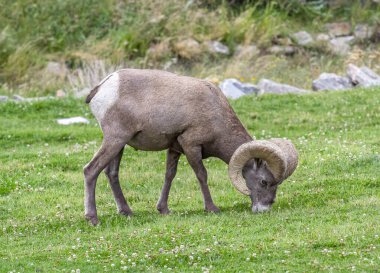 Güzel ve görkemli bir Bighorn Ram grubundaki diğerlerini izlerken bir dağ çayırında besleniyor..