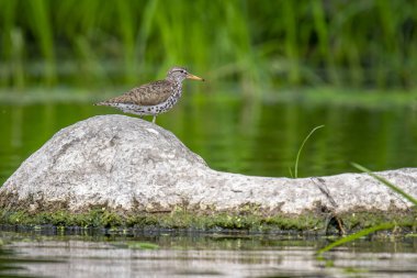 Benekli bir Sandpiper güney Wisconsin 'deki bir nehir boyunca uzanan bir kayanın üzerinde dinleniyor..