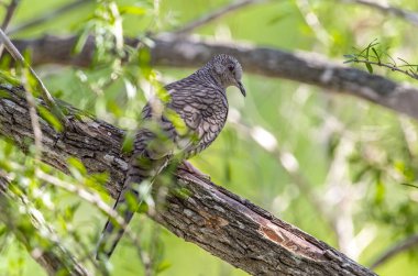 A beautiful Inca Dove poses amidst the foliage in south Texas scrub country. clipart