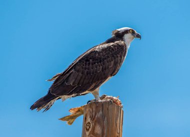 Muhteşem bir Osprey, Arkansas Nehri boyunca uzanan ana besin kaynaklarından biri olan alabalıkla beslenen Colorado 'daki elektrik direğinin tepesine tünemişti..