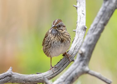 Sıkıcı ve ketum bir Lincoln serçesi bir anlığına Colorado 'nun ön tarafındaki bir çalılıkta yıpranmış bir dala tünedi..
