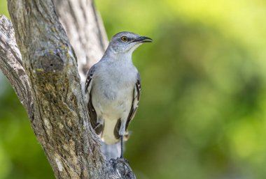 Kuzey Alaycı Kuşu, Amerika 'nın en sevilen bahçe kuşlarından biri, Teksas ormanlarındaki bir ağaçta tüneyerek şarkı söyler..