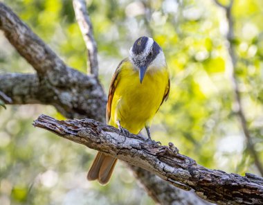Güzel bir Büyük Kiskadee, Güney Teksas ormanlarının benekli güneş ışığının ortasında tünemişti..