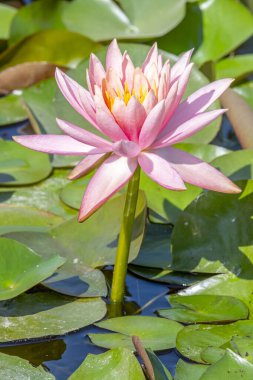 Güzel, pembe bir nilüfer çiçeği Güney Teksas 'ta bir bahçede nilüfer yaprağının üzerinde dikiliyor..