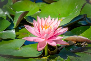 Güzel, pembe bir nilüfer çiçeği Güney Teksas 'ta bir bahçede nilüfer yaprağının üzerinde dikiliyor..