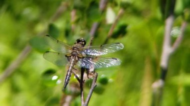 Dört noktalı bir yusufçuk Wisconsin Ormanı 'ndaki bir tünekte avlanmaya devam ediyor. Yüksek kaliteli FullHD görüntüler