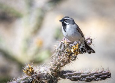 A beautiful Black-throated Sparrow perched atop a cholla cactus on a dry arid mountain side in southern Colorado. clipart