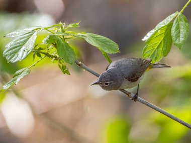 A rather drab Virginia's Warbler photographed as it foraged through the foliage of a Colorado front range woodland. clipart