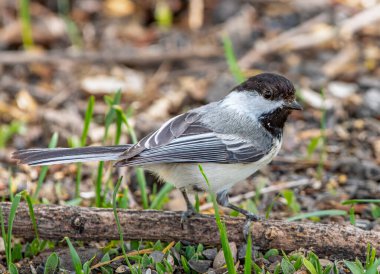 Amerika 'nın en sevdiği kuşlardan biri olan siyah şapkalı piliç yakın çevresindeki yavrular için Colorado' da bir orman zemininde yiyecek toplarken samimi bir anda fotoğraf çekti..